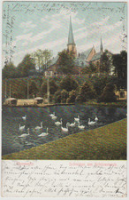 AK Chemnitz - Schwäne am