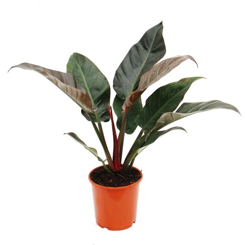 Exotenherz philodendron - exotenherz,