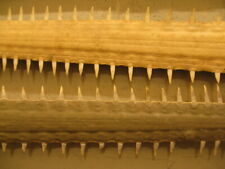 Foto 6x4 Sawfish Rostrums im