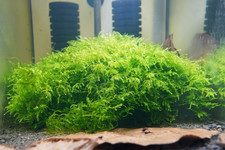 Weeping Moss Vesicularia