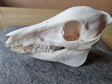 Frischling Wildschwein Knochen