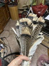 🪶 Echte Vogel Federn 