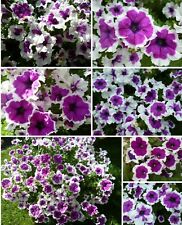 Petunie Hoola Hoop leicht hängend buschig duftend 1000 ende Blüten ->1 000 Samen
