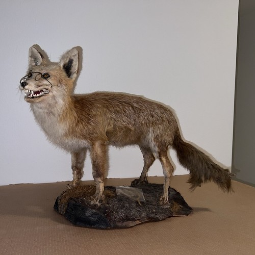 Tierpräparat rotfuchs mit - rotfuchs,