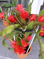 Epiphyllum rot blattkaktus - rot,