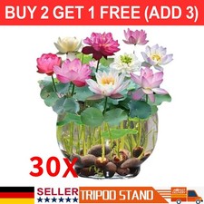 30 PCS Samen Lotus Mix