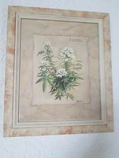 Formano Bild "Wildkräuter"