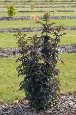 Holunder `Black Tower´