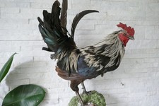 Altes Tierpräparat Phönix Hahn ausgestopft präpariert taxidermy