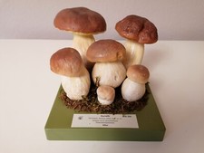 Somso Modell Pilzmodell Steinpilz BoS 225 Sehr guter Zustand, mit Originalkarton