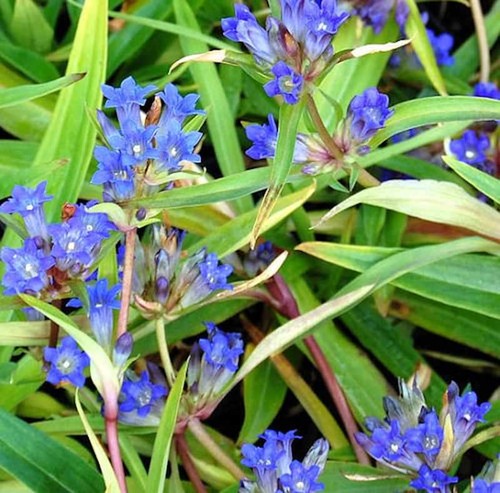 Sibirischer enzian gentiana - enzian,