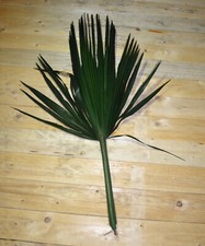 Palmwedel, Fächerpalmwedel