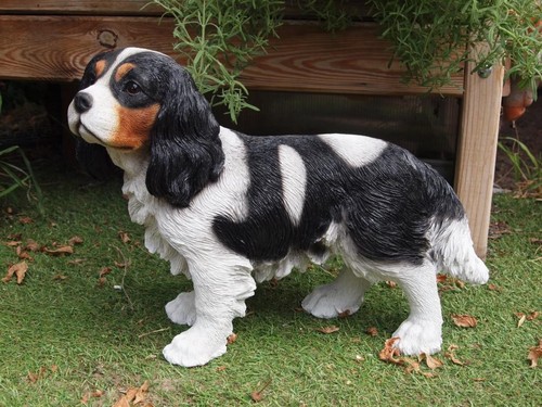 King charles spaniel cocker - king,