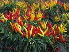 GS95BV Capsicum Nariniense Annum Chili Flambinos Pepperoni Seeds Samen Stückzahl