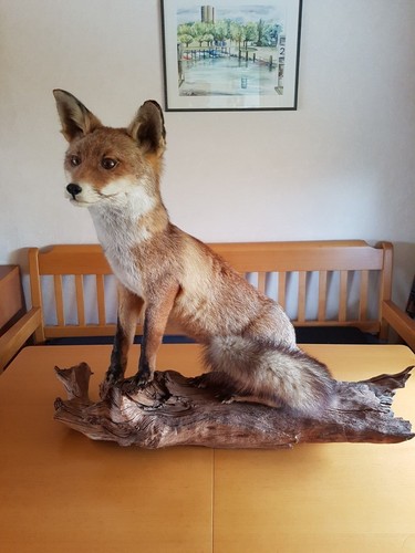 Tierpräparat fuchs - tierpräparat,
