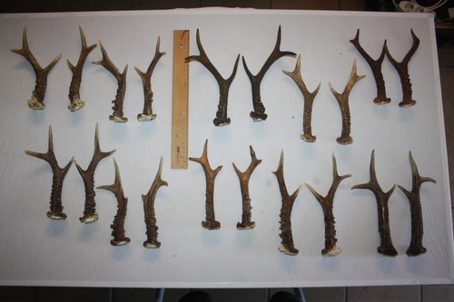 Paar starke rehstangen - 10,