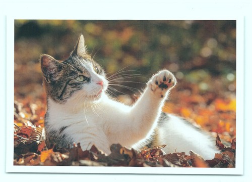 Postkarte katze - ak,