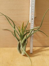 Tillandsia caput-medusae,  XL