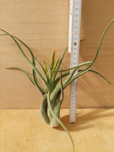 Tillandsia caput medusae xl - tillandsia, caput-medusae,