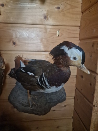 Tierpräparat ente schöne - tierpräparat,