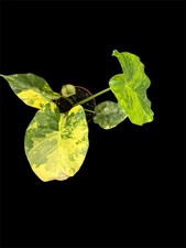 Alocasia Macrorrhiza  Aurea