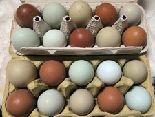 Bruteier Buntleger Easteregger