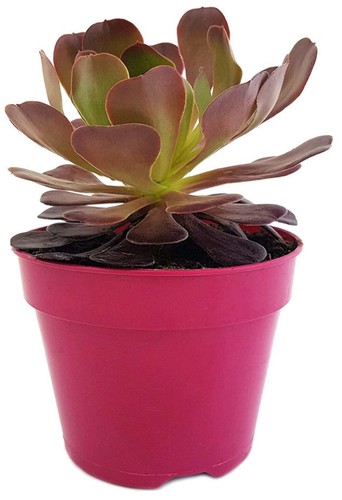 Aeonium velour short - short",