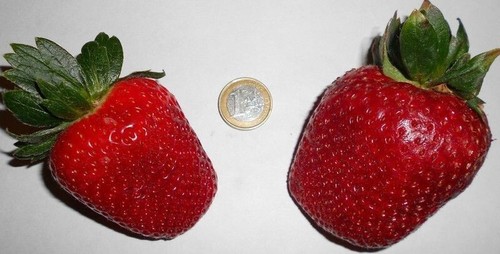 Riesen erdbeeren winterharte - riesen-erdbeeren,