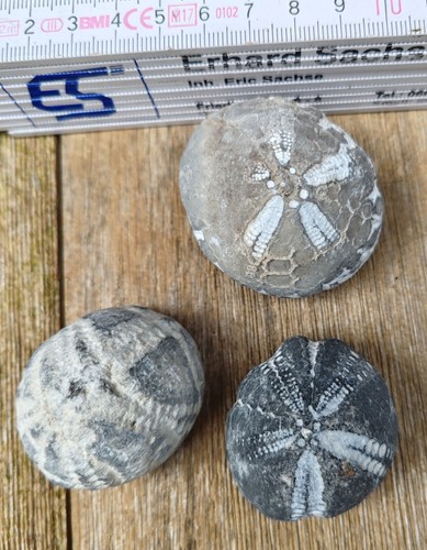 Versteinerungen fossilien - versteinerungen,