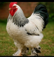 20 X Große Brahma Eier