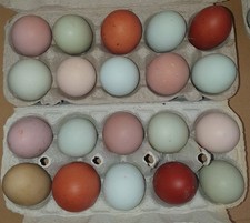 10 Hühner Bruteier (Marans