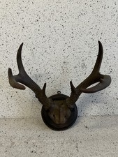 Trophäe aus Hirschgeweih auf Holzplakette | 8-Ender | ca. 50 x 35 cm