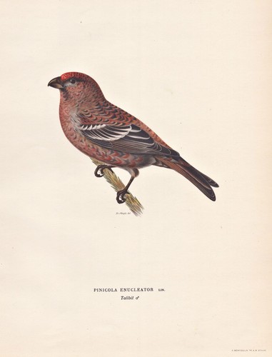 Hakengimpel pine grosbeak - , fink