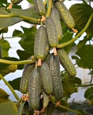 Gurkensamen Grandor F1 Samen