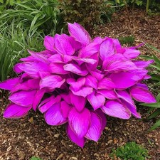 SAMEN HOSTA FUNKIE LILA VIOLETT 6 STÜCK