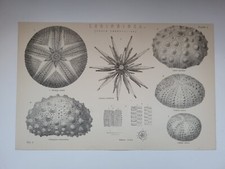 Antiker Druck 1870 Echinoidea