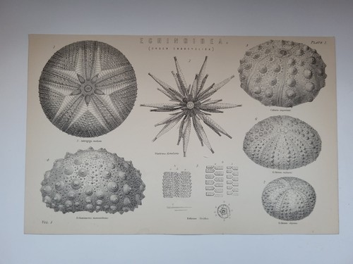 Antiker druck 1870 echinoidea - antiker,