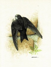 Mauersegler Segler - Kunstdruck-Bild - 25,5 x 17,5 cm (e)