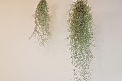 Wüstentillandsie tillandsia - wüstentillandsie,