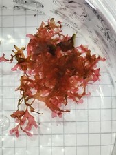 Buschige Rot Algen Makroalgen Meerwasser Aquarium