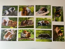 Tierpostkarte Meerschweinchen