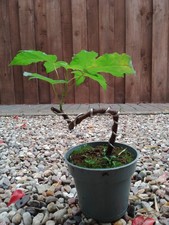 Bergahorn, Pre Bonsai, Shohin, Acer pseudoplatanus, ca. 15 cm