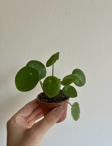 Mini pilea peperomioides - mini,