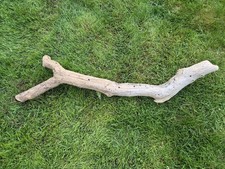 106 cm XL Treibholz