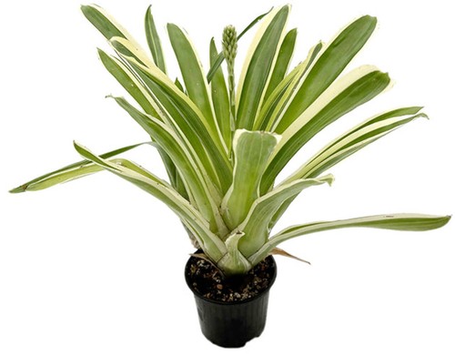 Aechmea gamosepala variegata - gamosepala, "variegata"