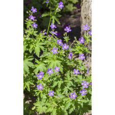 Geranium sylvaticum