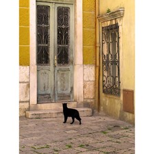 FOTOGRAFIE SCHWARZE KATZE