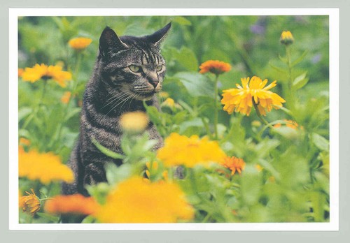 Postkarte katze neu - 23:,