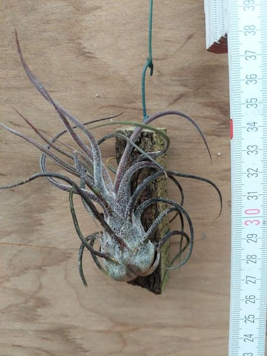 Tillandsia pruinosa
