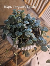 Hoya serpens silver - hoya,